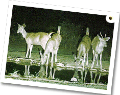 Sariska Wildlife Sanctuary - Sariska Tour, Sariska Palace, Sariska National Park